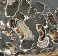 Polished Ammonite Fossil Slab - Marston Magna Marble #63840-1
